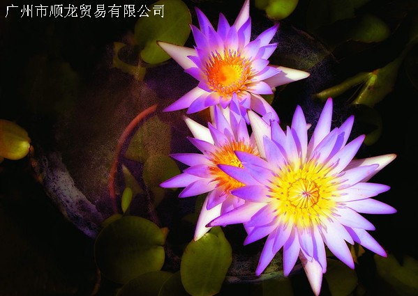 紫光贝丽弱溶济透明片